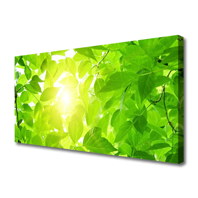Obraz Canvas Listy príroda slnko rastlina