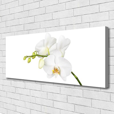 Obraz Canvas Orchidea kvety príroda