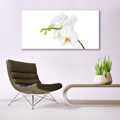 Obraz Canvas Orchidea kvety príroda