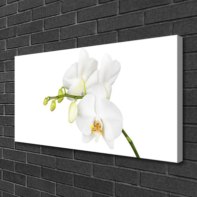 Obraz Canvas Orchidea kvety príroda