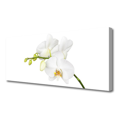 Obraz Canvas Orchidea kvety príroda