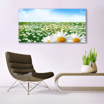 Obraz Canvas Sedmokrásky kvety lúka pole