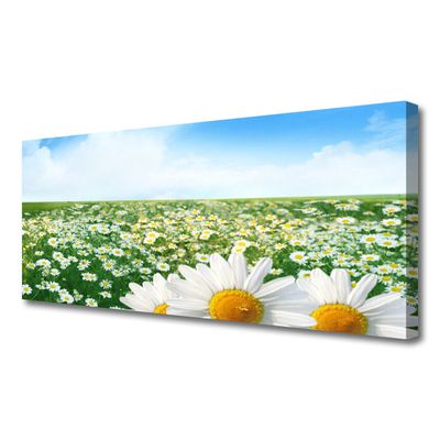 Obraz Canvas Sedmokrásky kvety lúka pole
