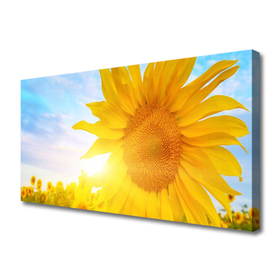 Obraz Canvas Slnečnica kvet slnko