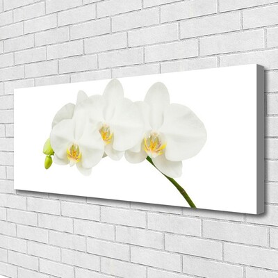 Obraz Canvas Orchidea výhonky kvety príroda