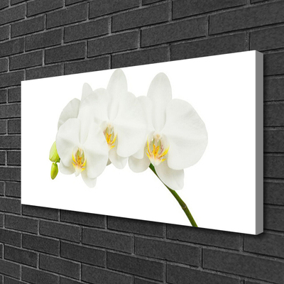 Obraz Canvas Orchidea výhonky kvety príroda