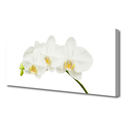 Obraz Canvas Orchidea výhonky kvety príroda