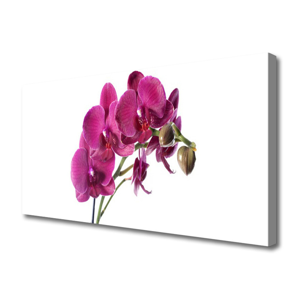 Obraz Canvas Orchidea kvety príroda