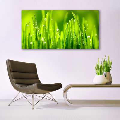 Obraz Canvas Zelená tráva kvapky rosy