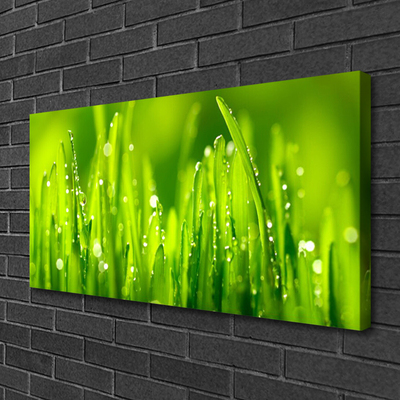 Obraz Canvas Zelená tráva kvapky rosy