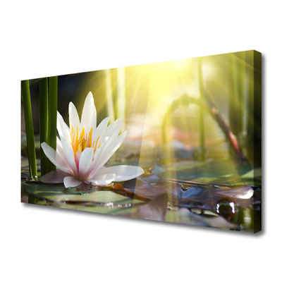 Obraz Canvas Vodné lilie slnko rybník