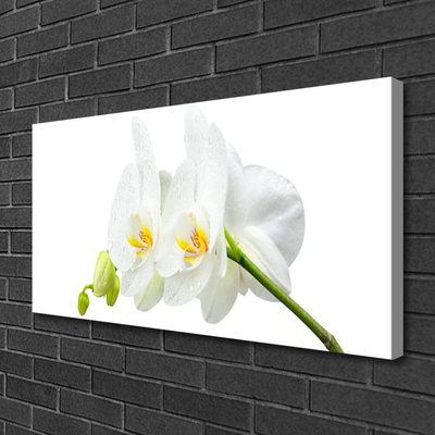 Obraz Canvas Plátky kvet bíla orchidea