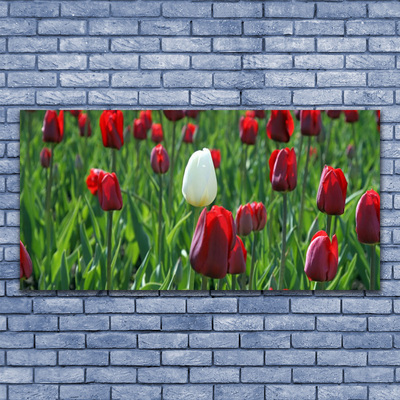 Obraz Canvas Tulipány kvety príroda