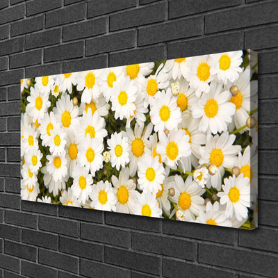 Obraz Canvas Sedmokrásky kvety