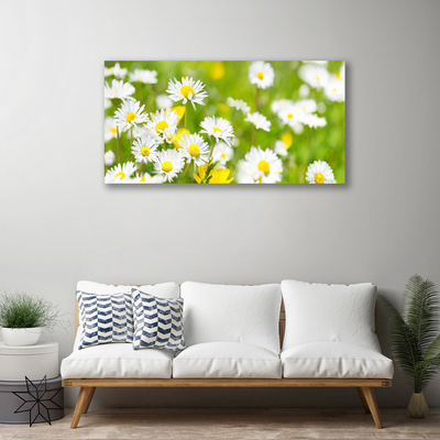 Obraz Canvas Sedmokráska kvet rastlina