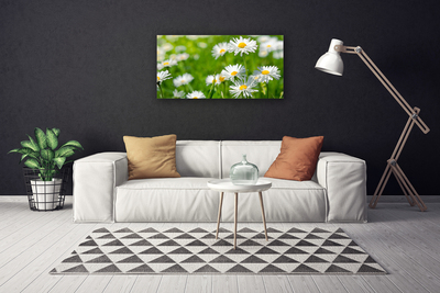 Obraz Canvas Sedmokráska kvet rastlina