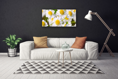 Obraz Canvas Kvety sedmokráska príroda