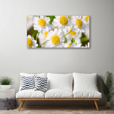 Obraz Canvas Kvety sedmokráska príroda