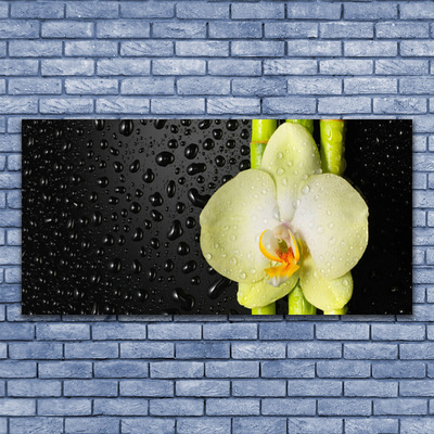 Obraz Canvas Bambus kvet orchidea
