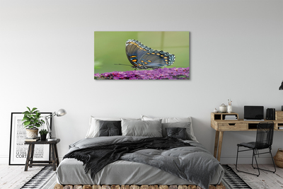 Sklenený obraz Farebný motýľ na kvety