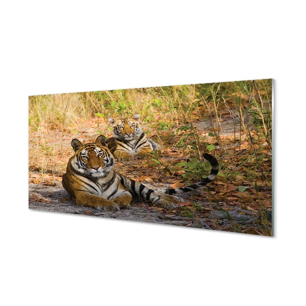 Sklenený obraz Tigers