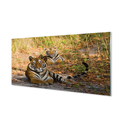 Sklenený obraz Tigers