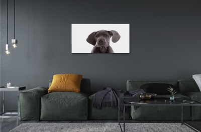 Sklenený obraz hnedý pes