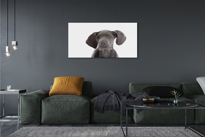 Sklenený obraz hnedý pes