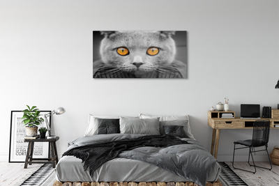 Sklenený obraz Sivá Britská mačka