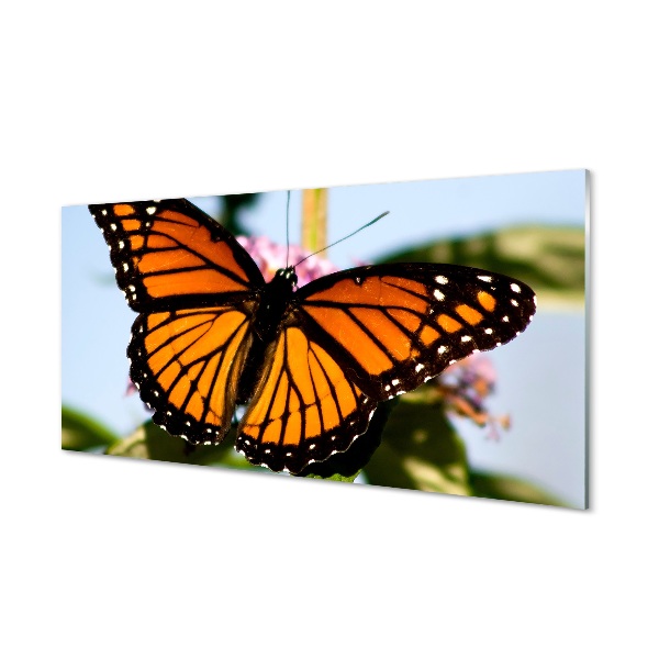 Sklenený obraz farebný motýľ