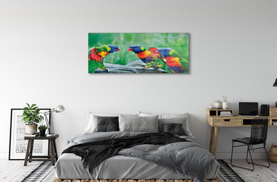 Sklenený obraz Farebný papagáj stromu