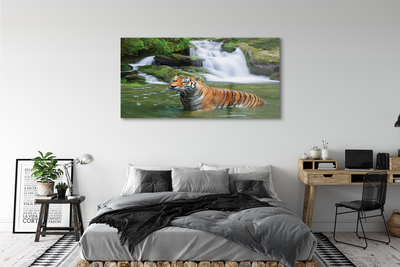 Sklenený obraz tiger vodopád