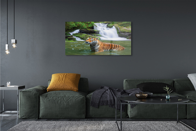 Sklenený obraz tiger vodopád