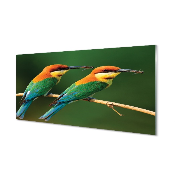 Sklenený obraz Farebné papagáj na vetve