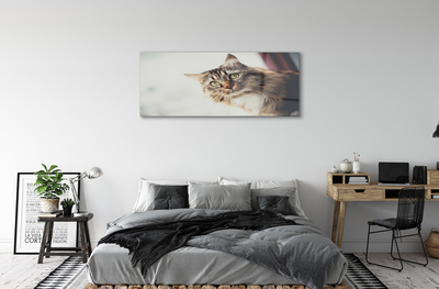 Sklenený obraz Mainská mývalia mačka
