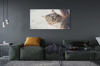 Sklenený obraz Mainská mývalia mačka