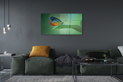 Sklenený obraz Farebný motýľ krídlo