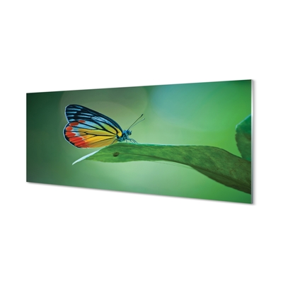 Sklenený obraz Farebný motýľ krídlo