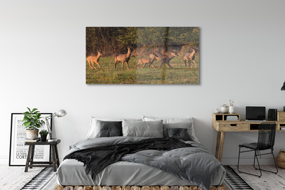 Sklenený obraz Deer Golf svitania