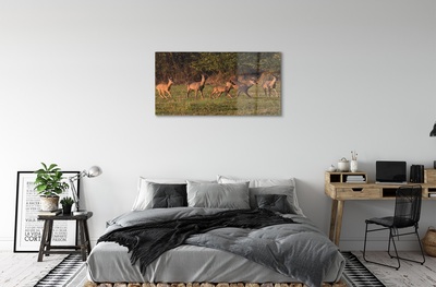 Sklenený obraz Deer Golf svitania