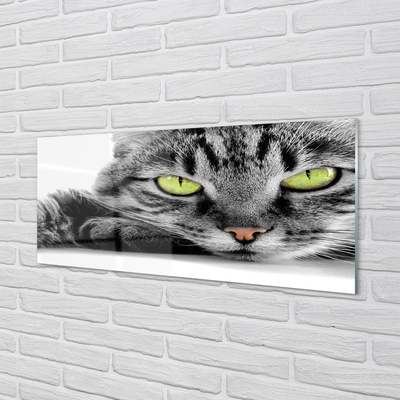 Sklenený obraz šedočierna mačka