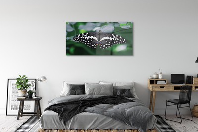 Sklenený obraz Farebný motýľ lístia