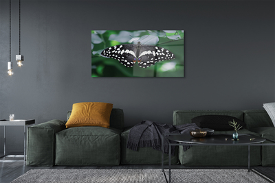 Sklenený obraz Farebný motýľ lístia