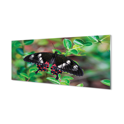 Sklenený obraz List farebný motýľ