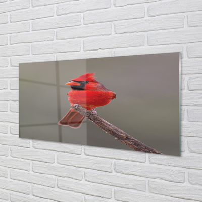 Sklenený obraz Red papagáj na vetve