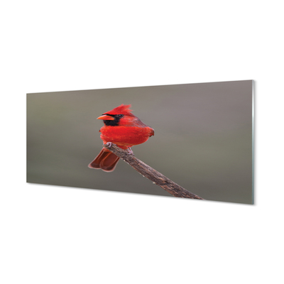 Sklenený obraz Red papagáj na vetve