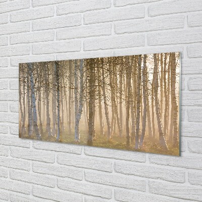 Sklenený obraz Sunrise strom les