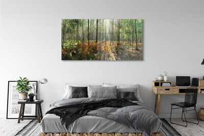 Sklenený obraz les breza