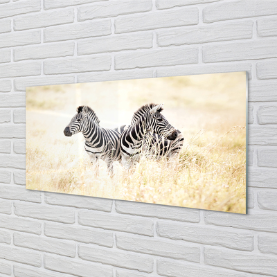 Sklenený obraz zebra box
