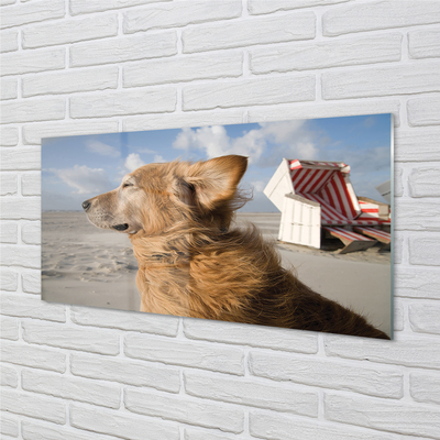 Sklenený obraz Hnedý pes beach